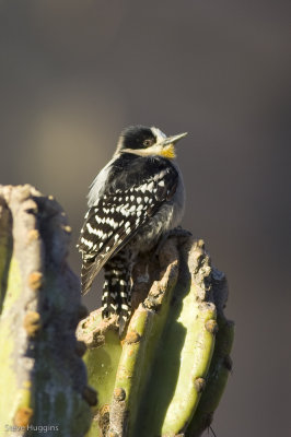 White-fronted Woodpecker-8603.jpg