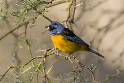 Blue-and-Yellow Tanager-8637.jpg