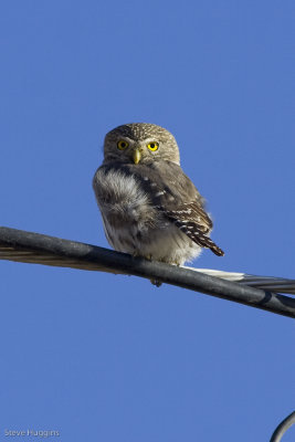 Ferruginous Pygmy Owl-8646.jpg