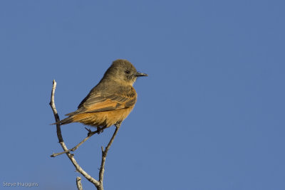 Cliff Flycatcher-8672.jpg