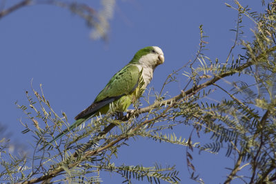 Cliff Parakeet-8835.jpg