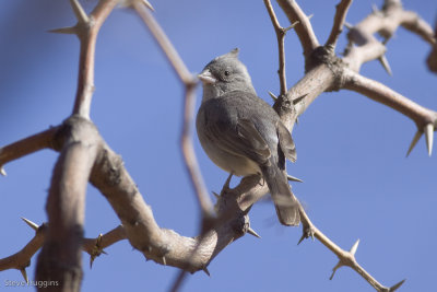 Gray-crested Finch-8831.jpg