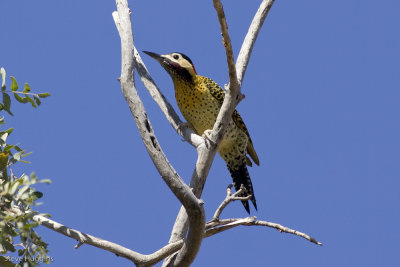 Green-barred Woodpecker-8842.jpg