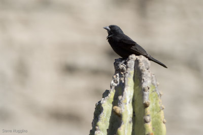 Bolivian Blackbird-8888.jpg