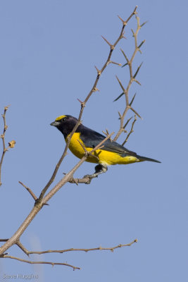 Purple-throated Euphonia-8901.jpg