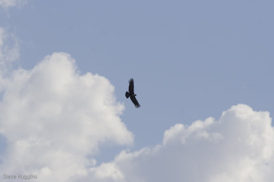 Andean Condor-8902.jpg