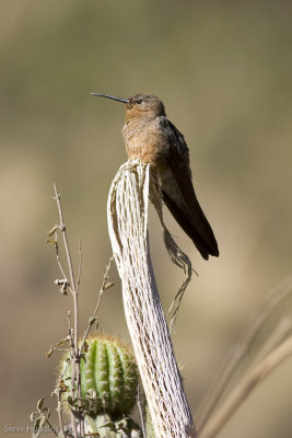Giant Hummingbird-9050.jpg