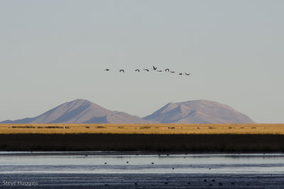 Uru Uru Flamingos-9068.jpg