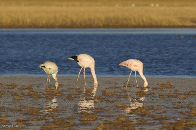 All 3 Flamingos-9091.jpg