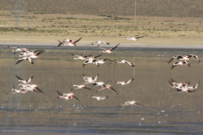 Oruro Flamingos-9172.jpg