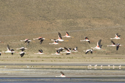 Oruro Flamingos-9180.jpg