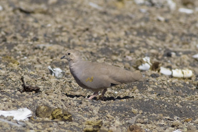 Golden-spotted Ground-Dove-9307.jpg