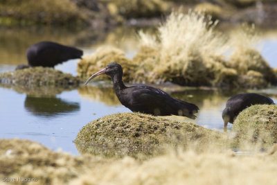 Puna Ibis-9315.jpg