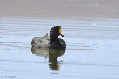 Giant Coot-9368.jpg