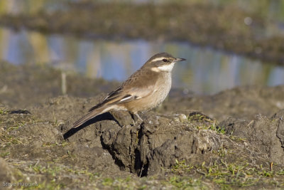 Cream-winged Cinclodes-9434.jpg