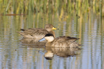 Puna and Yellow-billed Teal-9474.jpg