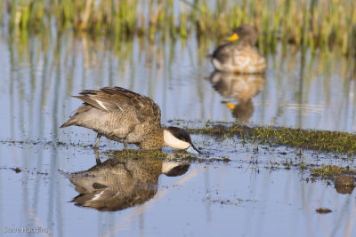 Puna Teal-9478.jpg