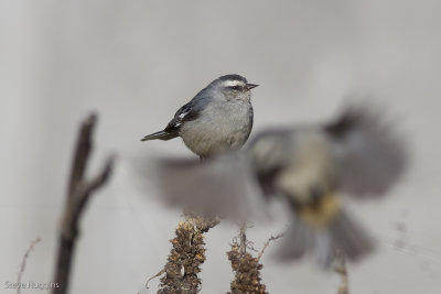 Cinereous Conebill-9510.jpg