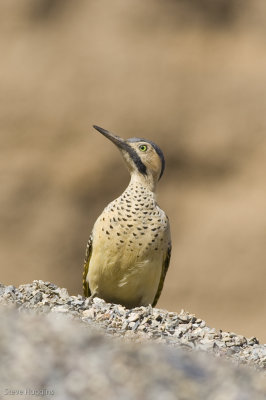 Andean Flicker-9616.jpg