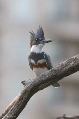 Belted Kingfisher-9865.jpg