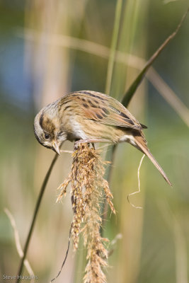 Swamp Sparrow-9904.jpg