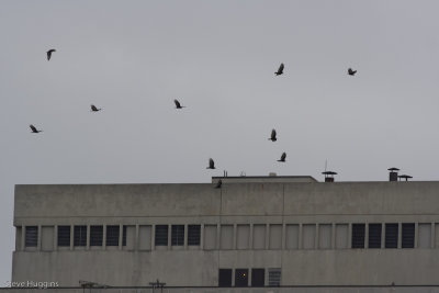 Turkey Vulture-9995.jpg