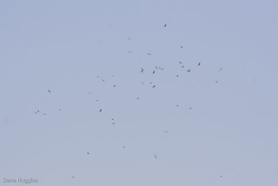 Turkey Vulture-0004.jpg