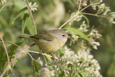 Orange-crowned Warbler-0038.jpg