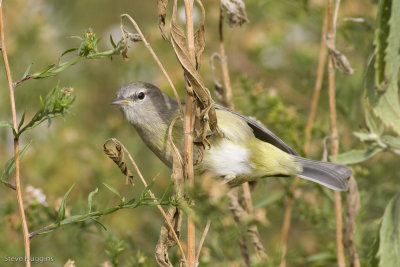 Orange-crowned Warbler-0085.jpg