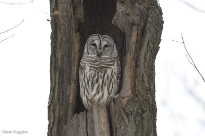 Barred Owl-0190.jpg