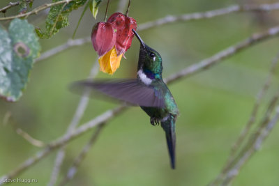 Wedge-billed Hummingbird-1936.jpg