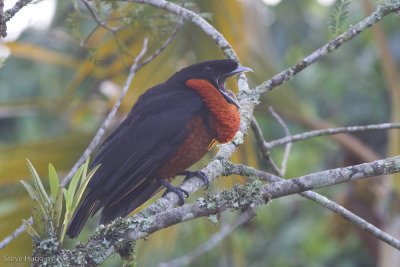 Red-ruffed Fruitcrow-0689.jpg