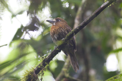 Moustached Puffbird-0858.jpg