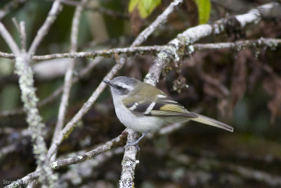 White-banded Tyrannulet-1121.jpg