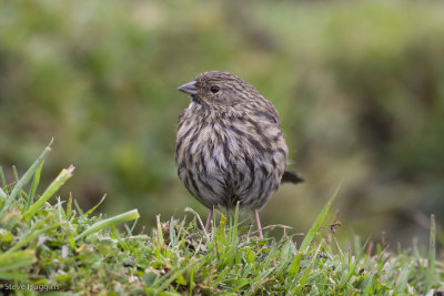 Plumbeous Sierra-Finch-1144.jpg