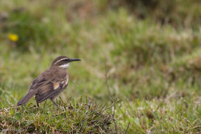 Stout-billed Cinclodes-1159.jpg