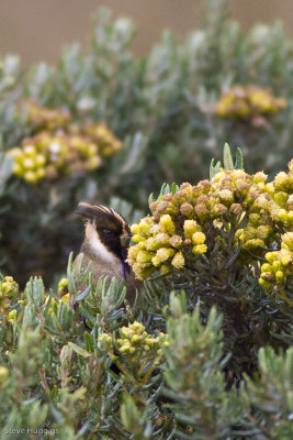 Bearded Helmetcrest-1167.jpg