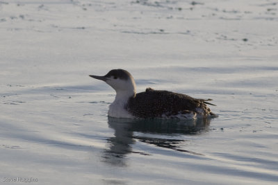 Red-throated Loon-2614.jpg