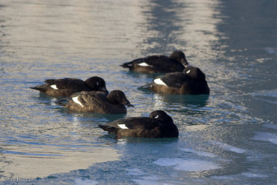 White-winged Scoter-2657.jpg