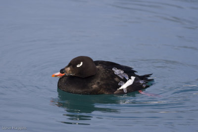 White-winged Scoter-2867.jpg