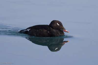 White-winged Scoter-2885.jpg