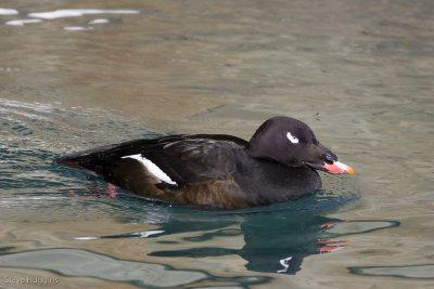 White-winged Scoter-2897.jpg