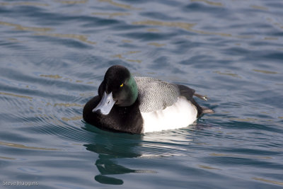Greater Scaup-2921.jpg