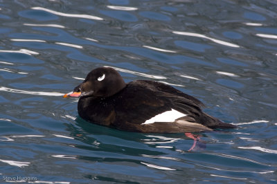 White-winged Scoter-3008.jpg