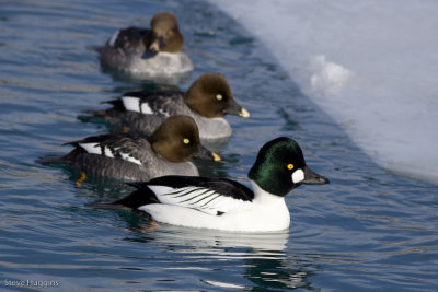 Common Goldeneye-2981.jpg
