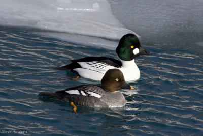 Common Goldeneye-3023.jpg