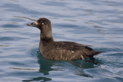 White-winged Scoter-3092.jpg