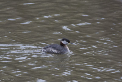 Red-necked Grebe-3146.jpg