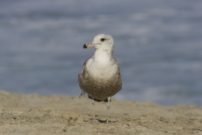 California Gull-3466.jpg