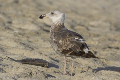 Yellow-footed Gull-3481.jpg